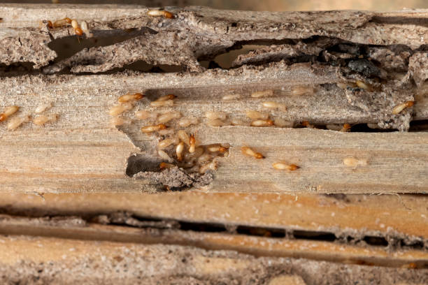 Best Commercial Pest Control Services  in Palestine, TX